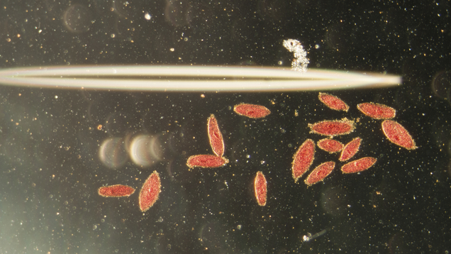 Illustration for article titled 7 Amoebas I Would Absolutely Invite Into My Brain